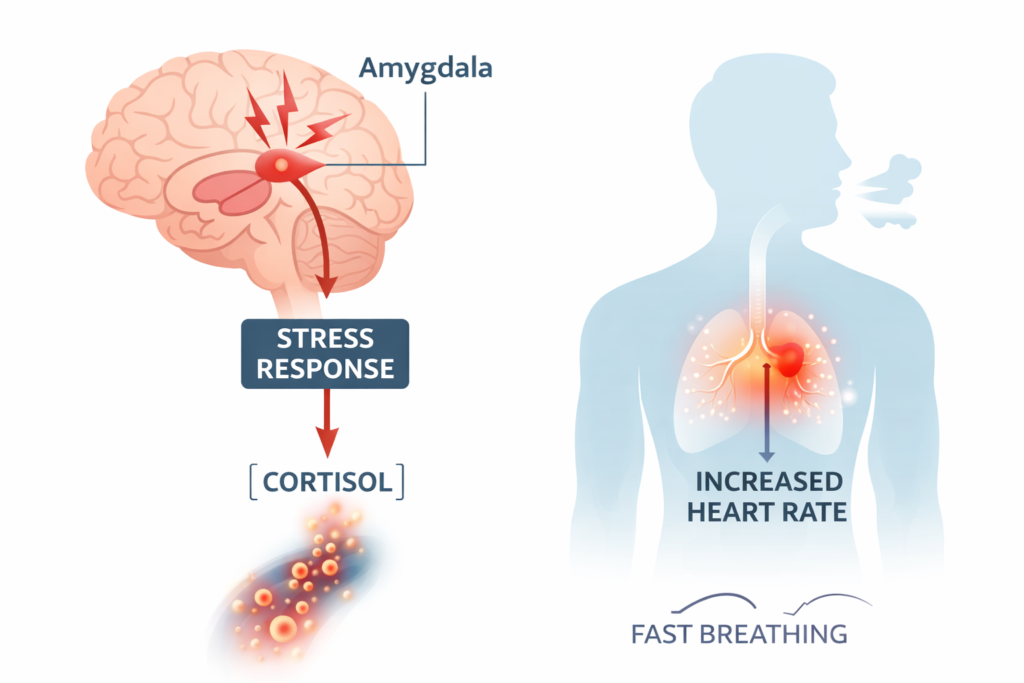 How exam stress affects brain and memory